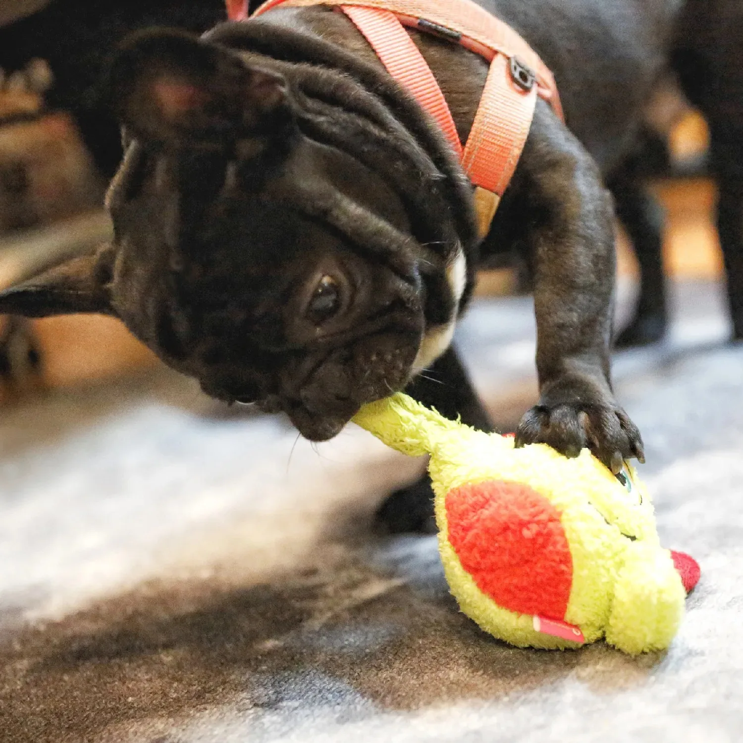 OUZEY Squeaker Dogs Balls Toy Bite Resistant Plush Toys For Small Dogs Interactive Chew Ball Toys Pets Training Accessories