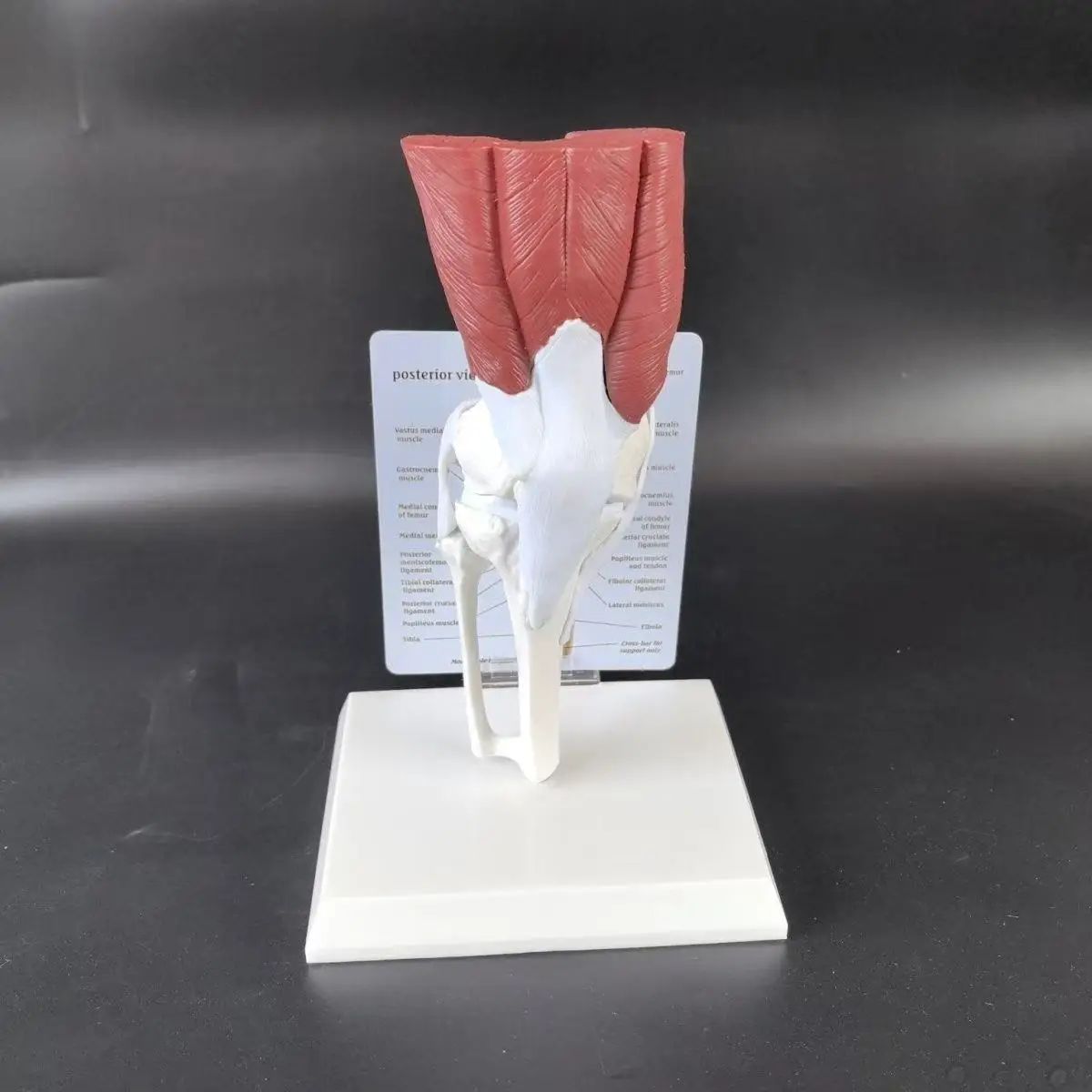 Human Anatomy Skeleton Life Size Knee Joint Anatomical Medical Science Model with Muscles Ligaments Femur Tibia and Fibula