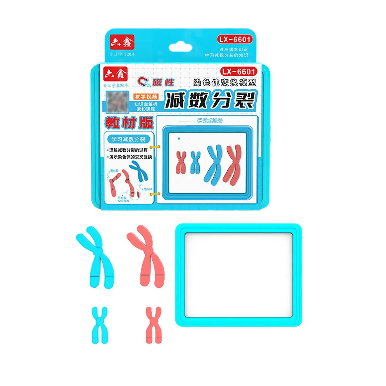 Kit de modelo de cambio de cromosoma Meiosis, ayuda para enseñanza de biología reutilizable desmontable