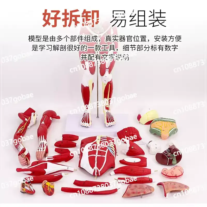 80CM human body muscle model, internal organs, anatomy, tissue disassembly exercise, muscle man model