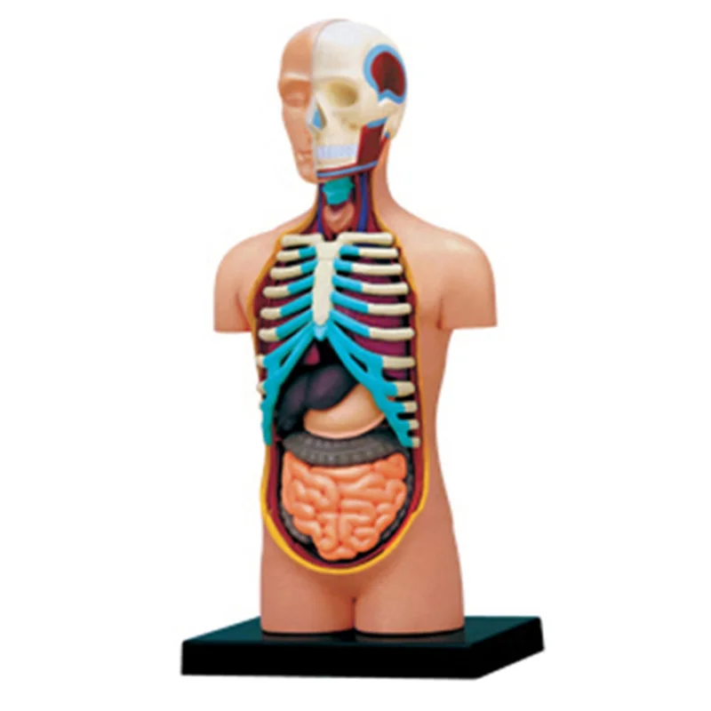 EF--Torso Human Body Model Removable Parts Education Organs Model For Teaching Study Class Students
