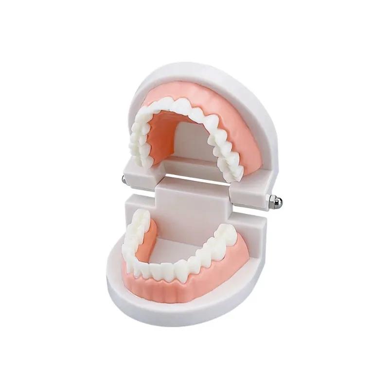 1pcs Cheap Standard Dental Model Teeth Teaching Model Plastic Teeth Model For Dentist Dental Students Studying Education Display