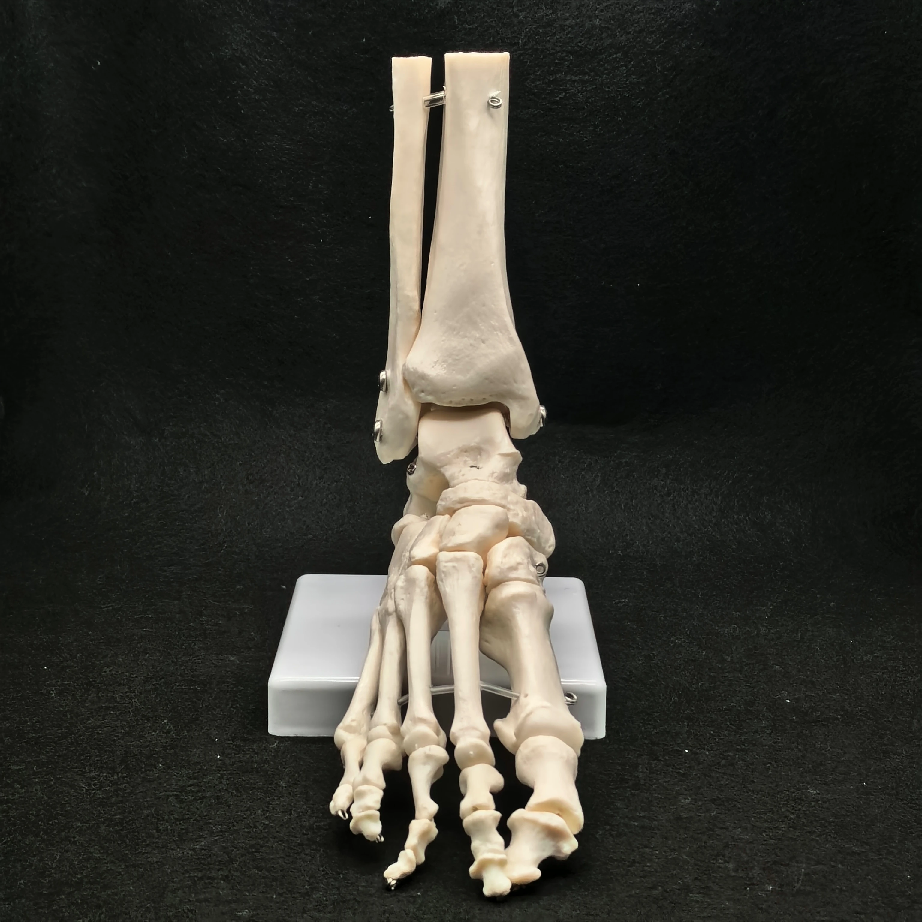 Foot and Ankle Joint Functional Anatomical Skeleton Model Medical Display Teaching School Life Size PVC