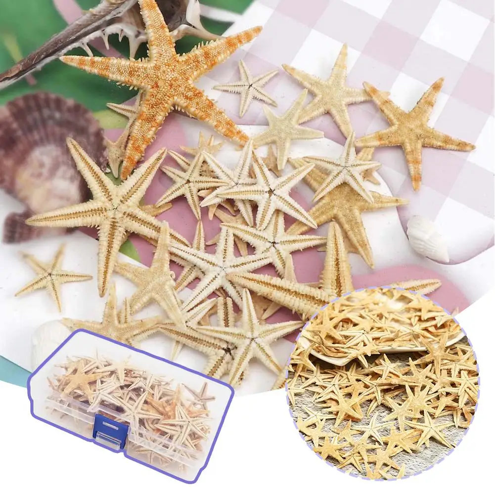 Natural Starfish Boxed Shells And Conches With Ornaments Multi-size Fish Tank Landscape Micro Materials V3X5