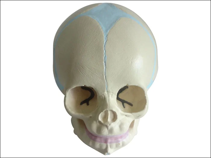 

Infant Skull Model Medical Science Baby Cranial Bone Anatomical Simulator Teaching Aids for Medicine College Biology and Hospita