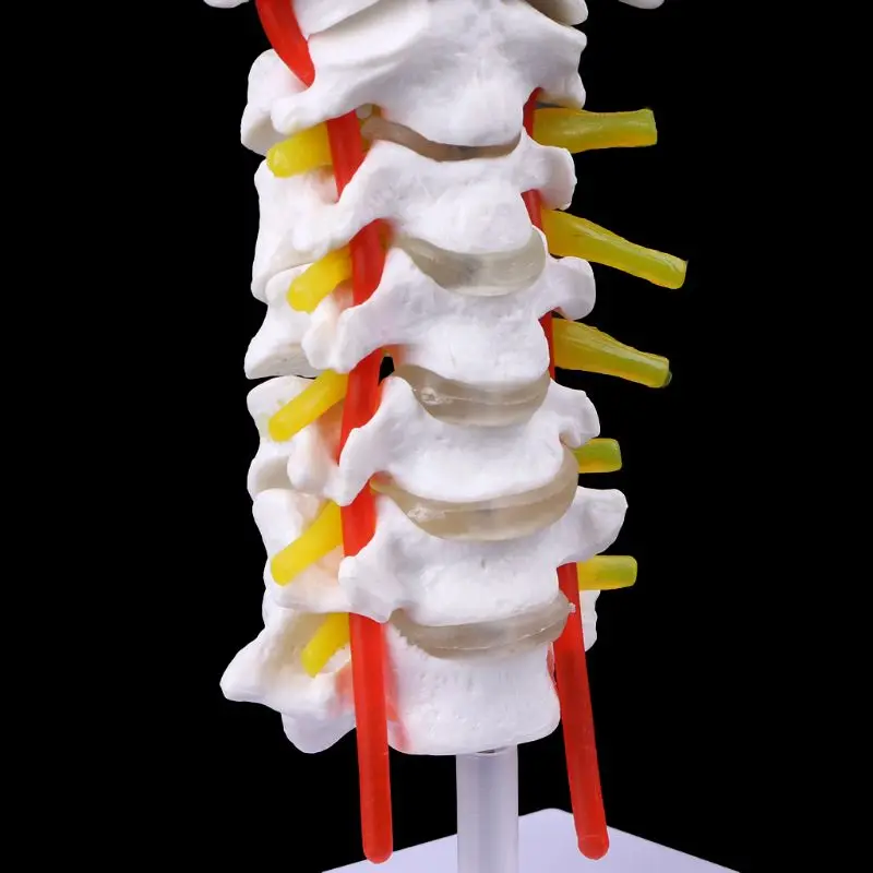 Vertebra Serviks Arteria Tulang Belakang Saraf Tulang Belakang Model Anatomi Ukuran Hidup