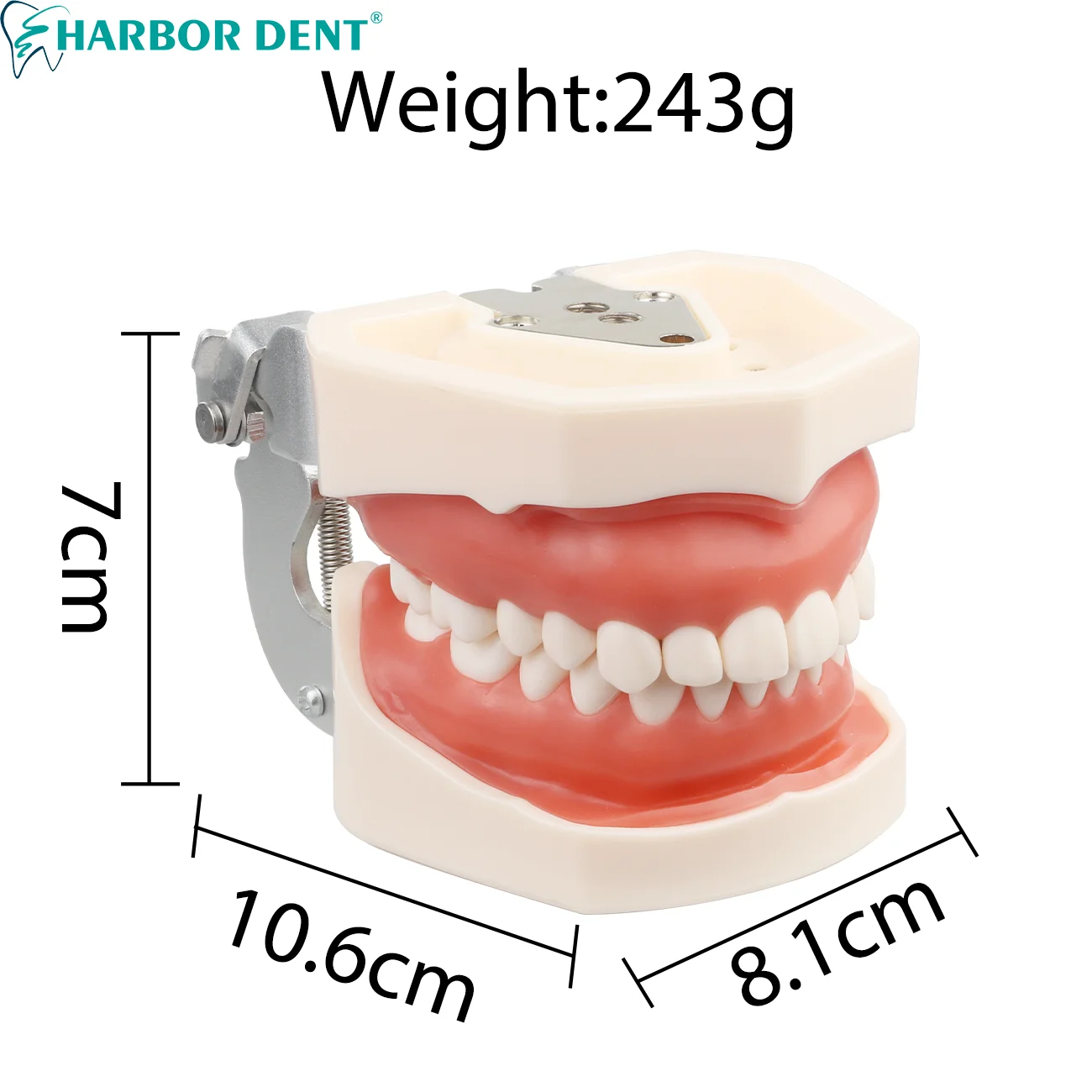 28/32szt Model zębów do ćwiczeń dentystycznych z wymiennym zębem do modeli Nissin / Model głowy symulatora dentystycznego