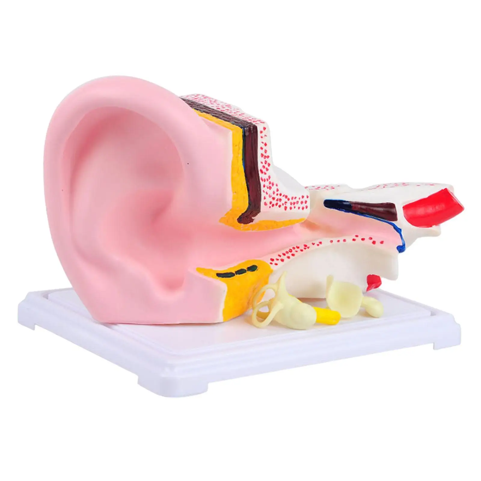

Human Ear Anatomy Model Accurate Model for Office Science Teaching