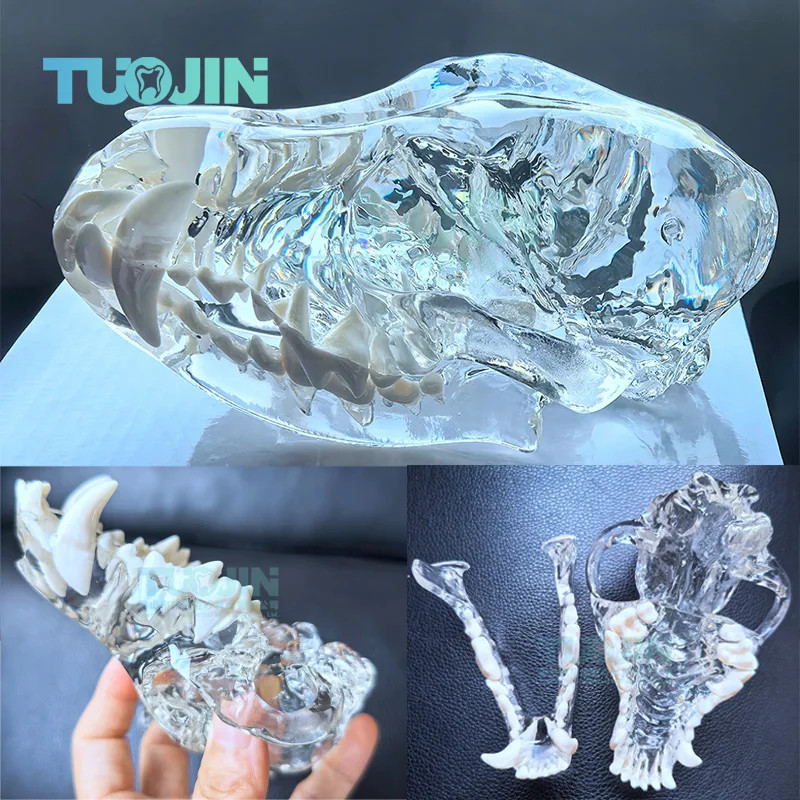 Transparent Canine Skull Dental Anatomical Model Dog Jaw Oral Model Veterinary Teaching Demonstration Training Model