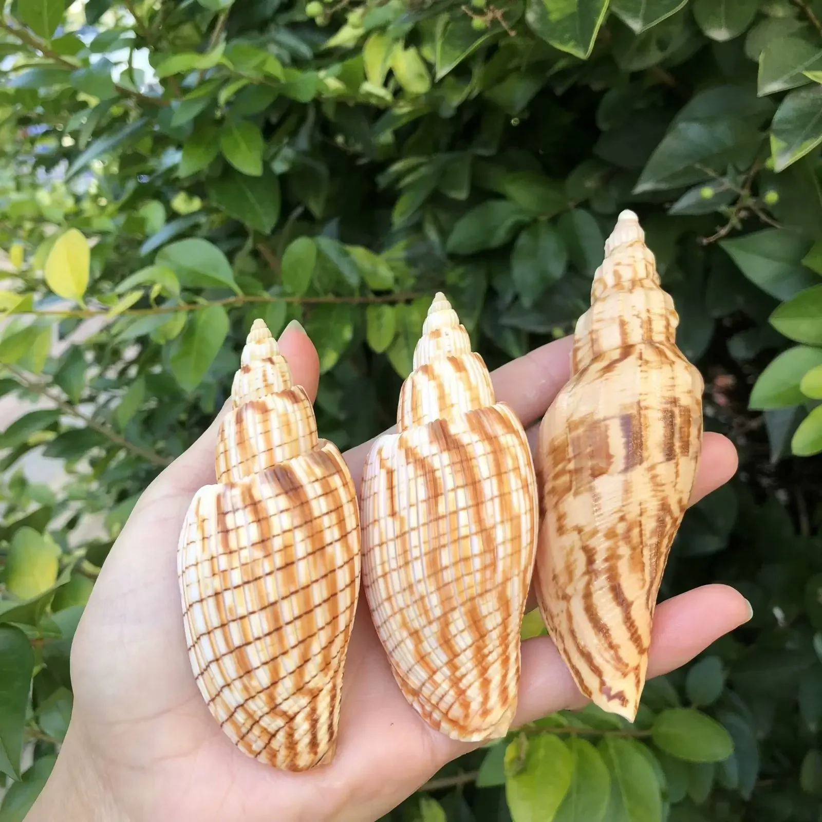 Natural Conch Shell Home Collection Ornaments Specimen Conch Hermit Crab Replacement Shell