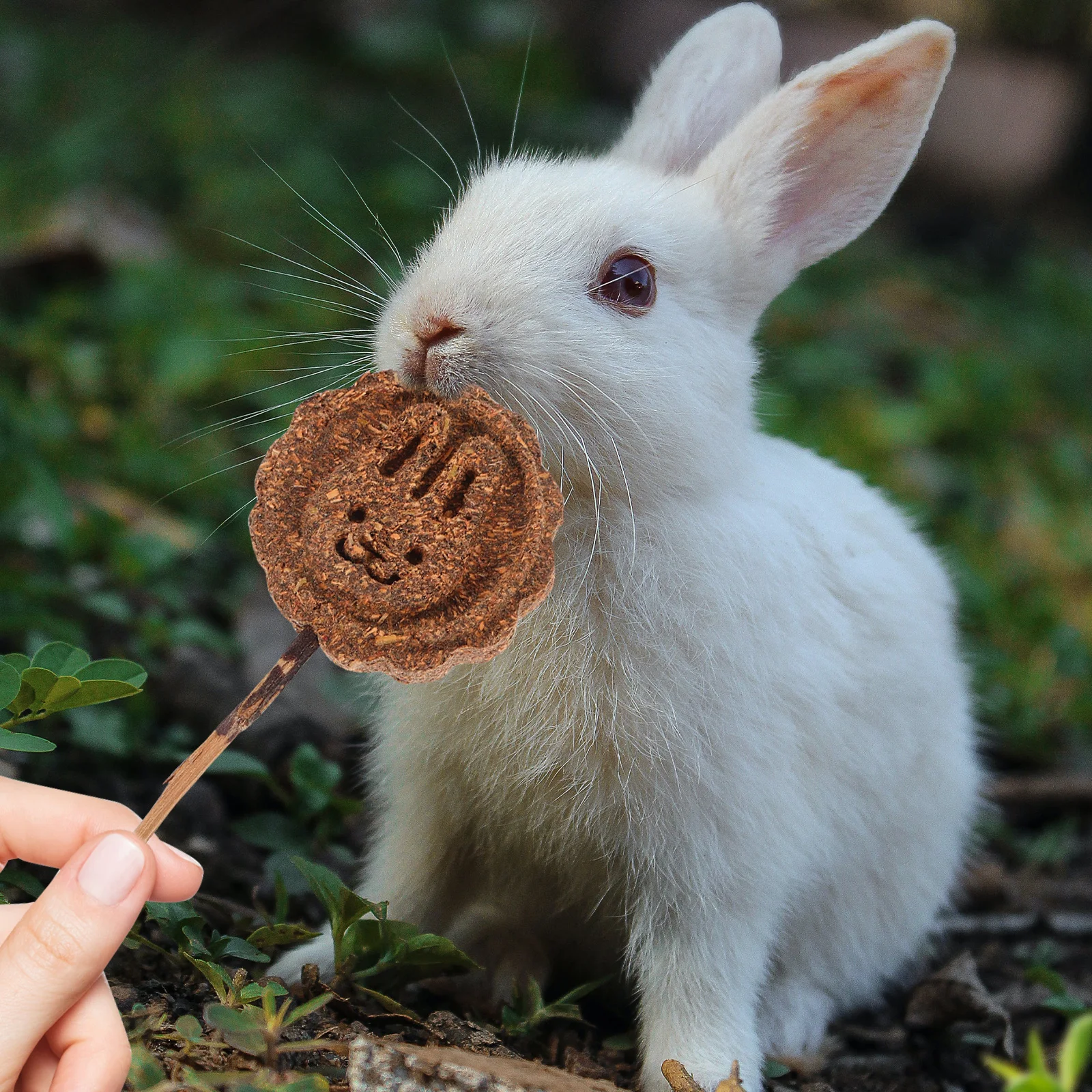 

10pcs Rabbit Chew Natural Wooden Sticks For Small Animals Dental Care Molar Treats Guinea Pig Hamster Chinchilla Pet Teething