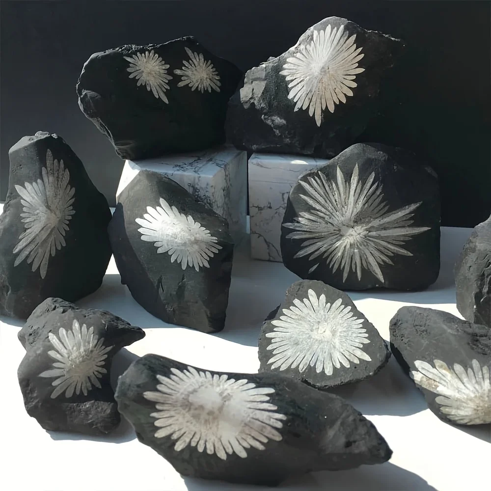 [Natural Chrysanthemum Stone] 1pc Natural Chrysanthemum Stone Crystal Stone | Irregular Raw Mineral Specimen for TumblingCrystal