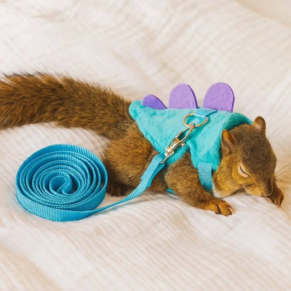 الكرتون النمس سترة تسخير التنين تصميم الفانيلا الهامستر حزام الصدر مع جرس قابل للتعديل الحيوانات الأليفة تسخير المقود