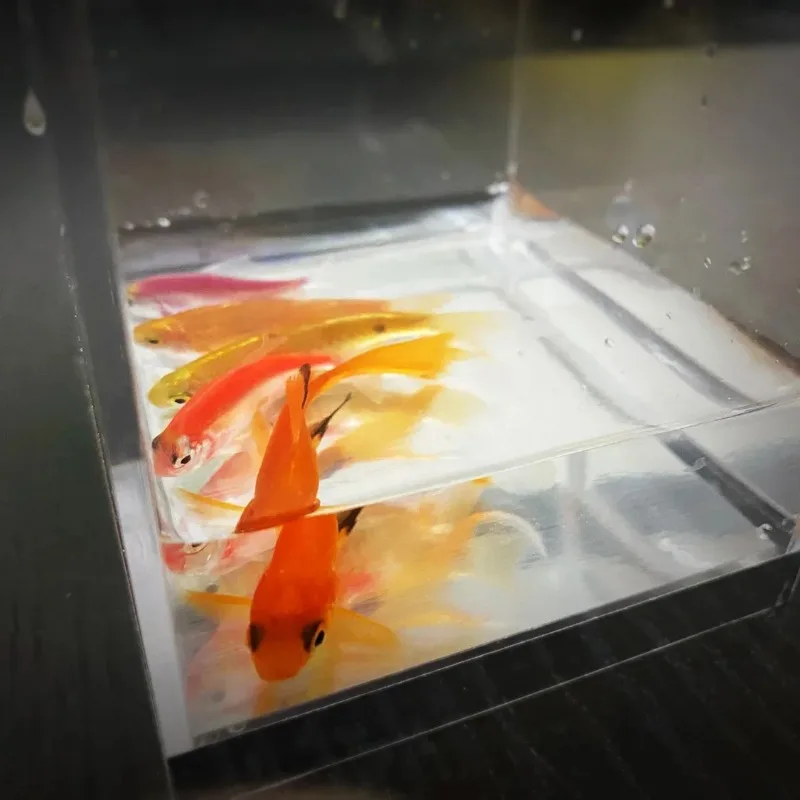 Mystic Aquarium Magic Trick Fish Appearance Tank Illusion Large Size Tabletop Stage Prop Close-Up Performance Professional Magia