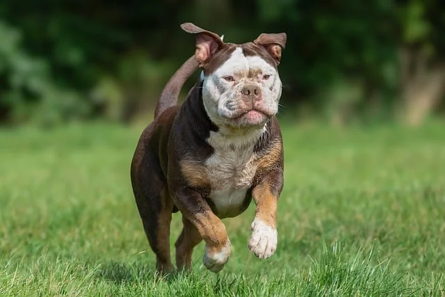 2025 الشركة المصنعة تبيع المباشر ND YAG مقبض الليزر مزيل الوشم مقبض مقبض بيكو ثانية مقبض الليزر 532nm/1064nm/1320nm