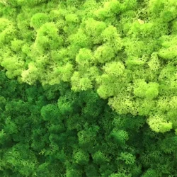 Plantas verdes artificiales, hierba de musgo de vida eterna, decoración de jardín de sala de estar, Mini paisaje, flor falsa, manualidades DIY, 20g, 40g