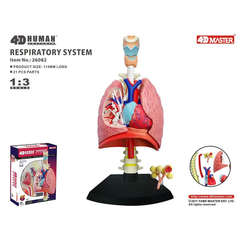 

4D MASTER Human Respiratory System Anatomy Model Detachable Puzzle Assembly DIY Toys Medical Supplies Teaching Tool