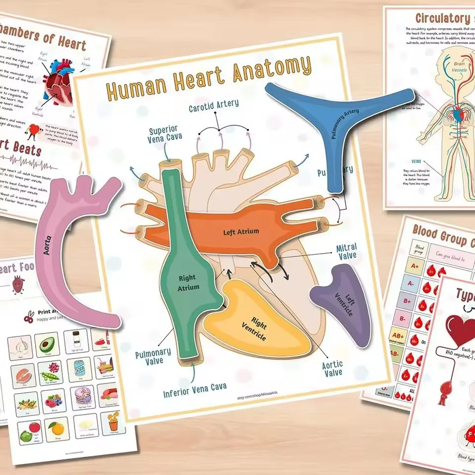 Children's Human Anatomy Busy Book - Explore the Marvels of Body Medical Enlightenment Educational Activity