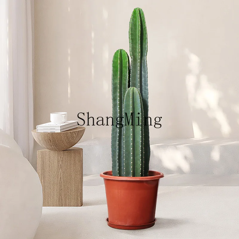 

LXY Indoor Potted Plants Living Room Large Green Plants Office Cactus Succulent