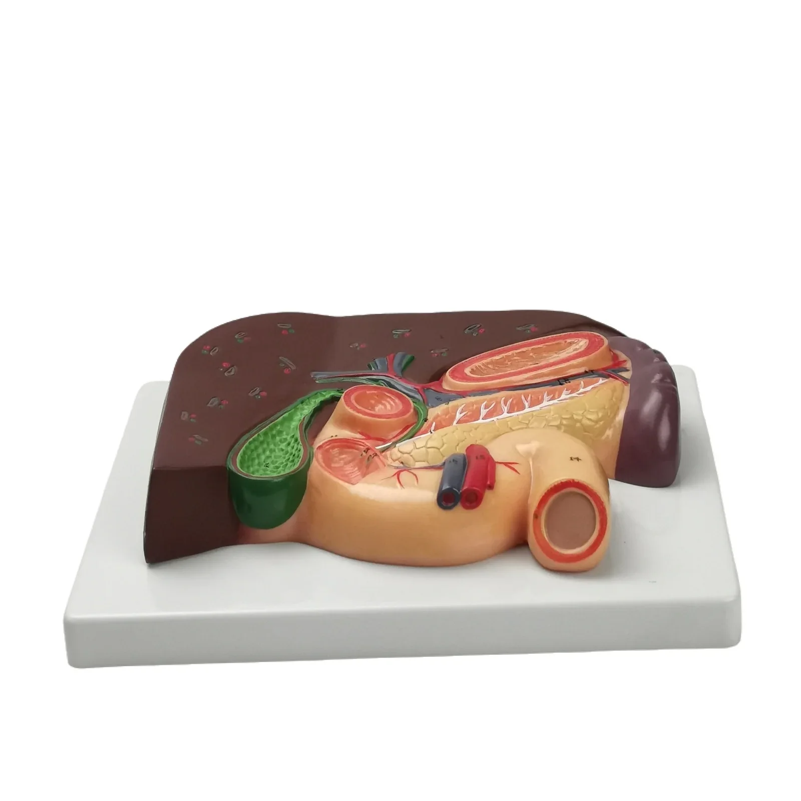 modele-d'anatomie-du-foie-et-duodenum-humain-type-camee-en-pvc-specimen-viscerale-d'enseignement-medical