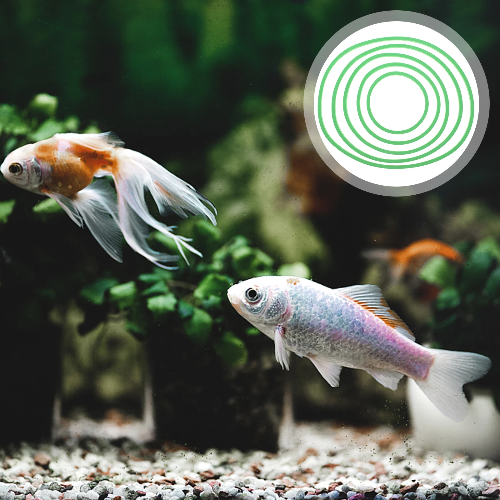 

5pcs Floating Rings For Aquarium Plastic Fish Feeding Ring Plants Fish Tank Isolation Circles Duckweed Isolation Circle Tank