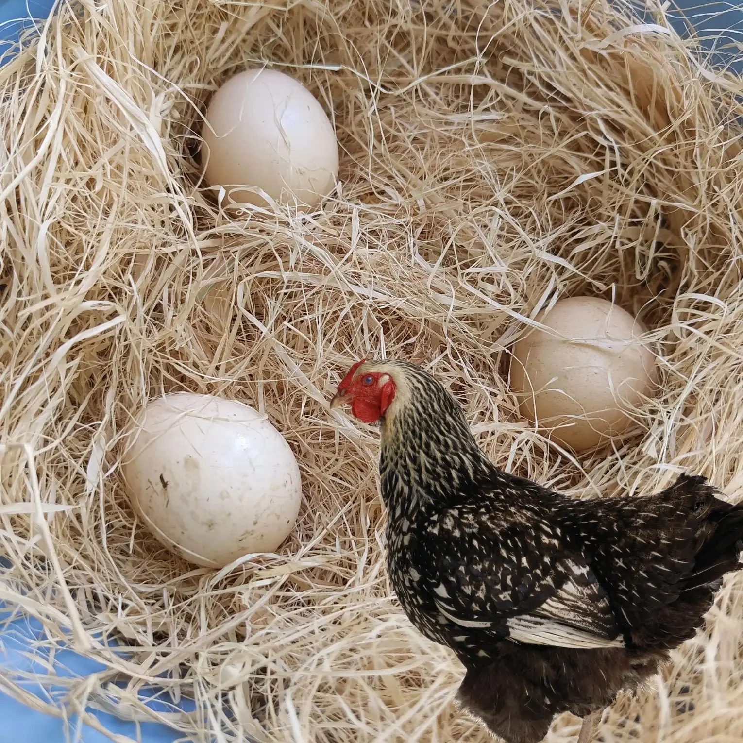 Natural Grass Chicken  Hens Nest Filling Birds