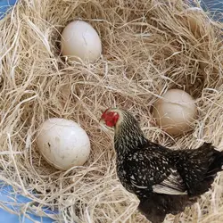 Natural Grass Chicken Hens Nest Filling For Farm Chickens Birds