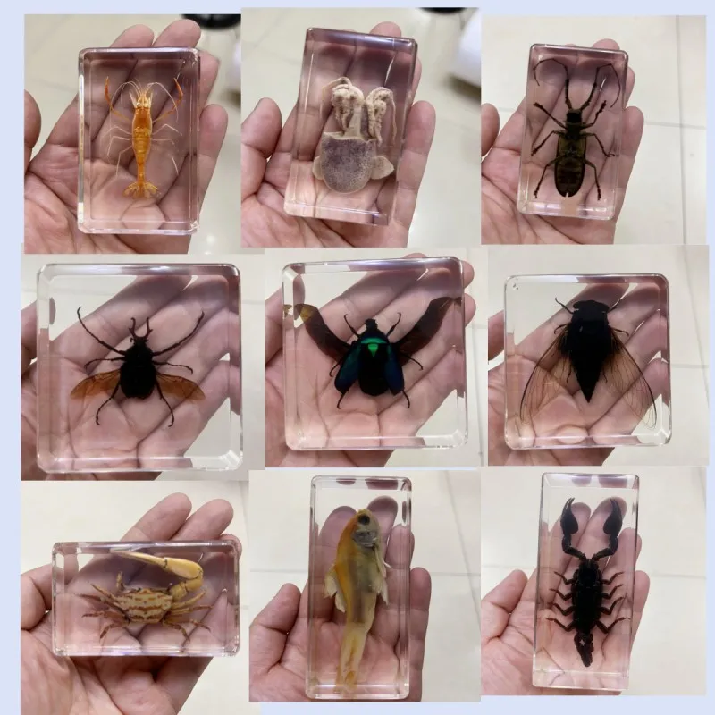 Resin Insect Specimen Handicraft Centipede Spider Beetle Scorpion Biological Sample Boy Gift