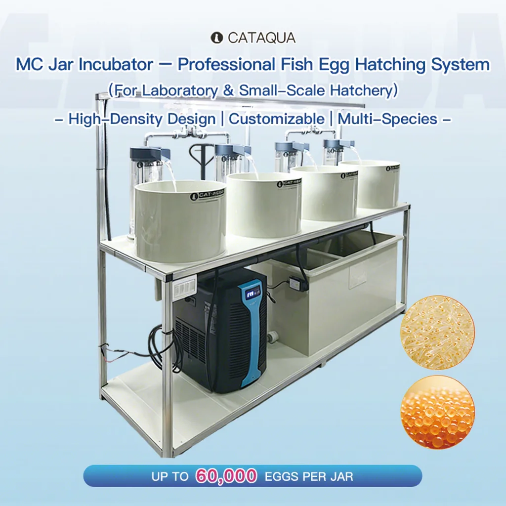 4/10/12 Jar Cat Fish Breeding Hatchery Space Saving McDonald Jars for Mud Crab Farming Box Larvae Rearing Farm Project