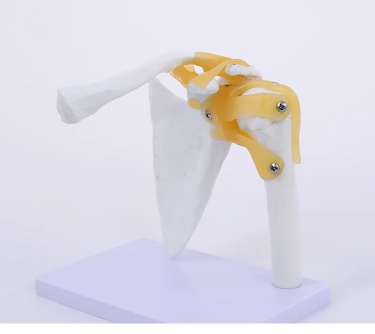 Medical Science Human Shoulder Joint Skeleton Models Human Shoulder joint Model Shoulder bone model