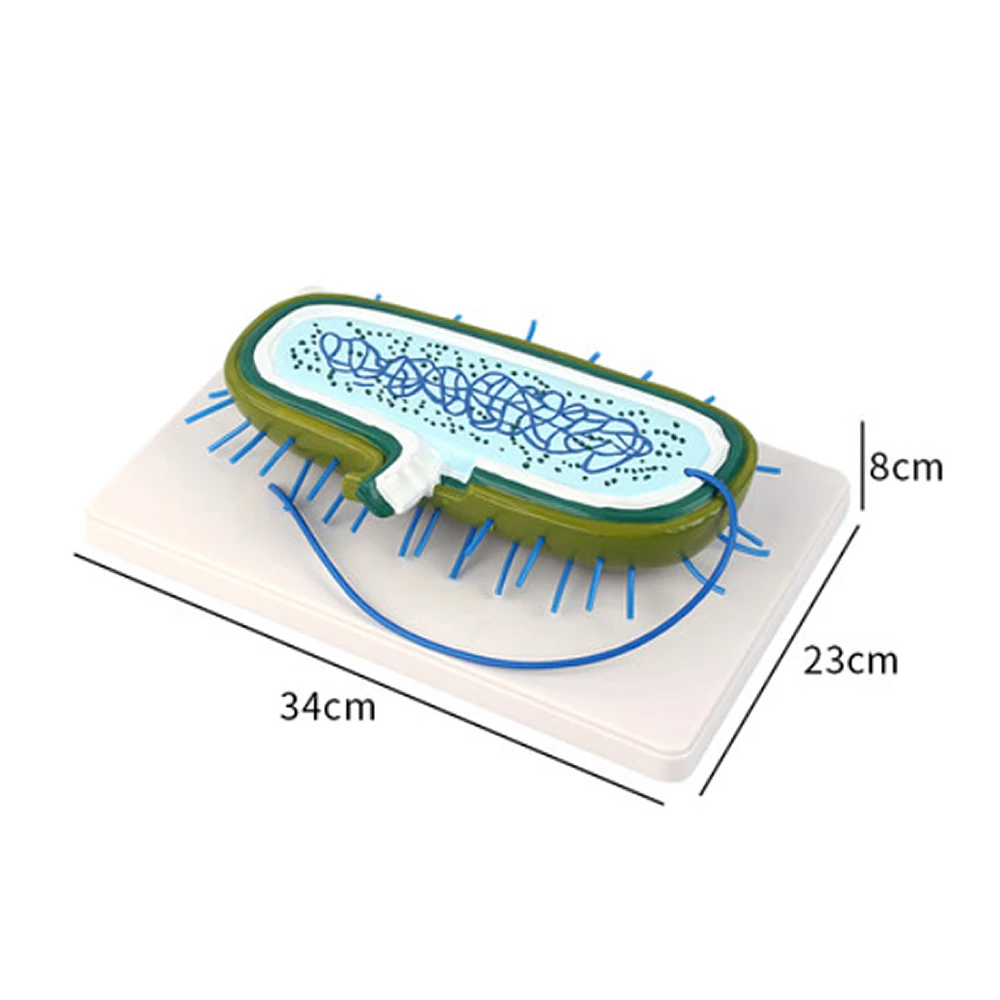 Bacterial model Nuclear model Chromosome model biology Medical Science anatomy Teaching model Teaching demonstration