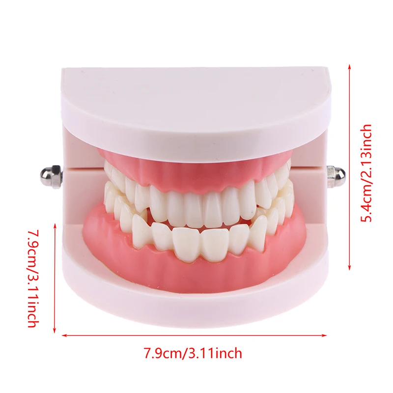 نموذج تعليم الأسنان نموذج لشكل الأسنان القياسي دراسة التدريس مظاهرة Typodont لنماذج التدريب على ممارسة طلاب طبيب الأسنان