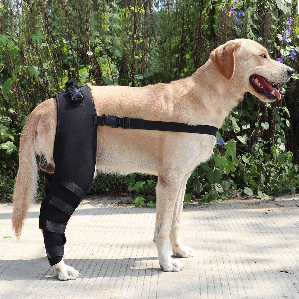 Attelle de jambe de chien pour Sherpard allemand, support de jambe arrière, générateurs d\'animaux de compagnie, protection articulaire ronde des