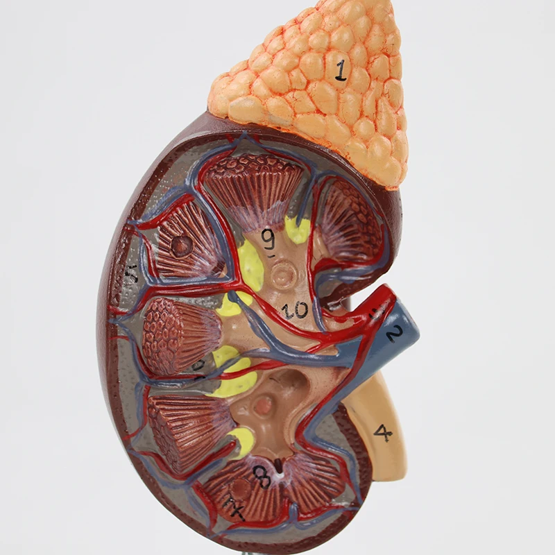 Life Size Human Kidney with Adrenal Gland Anatomical Model Medical Urology Anatomy Model Teaching Tool