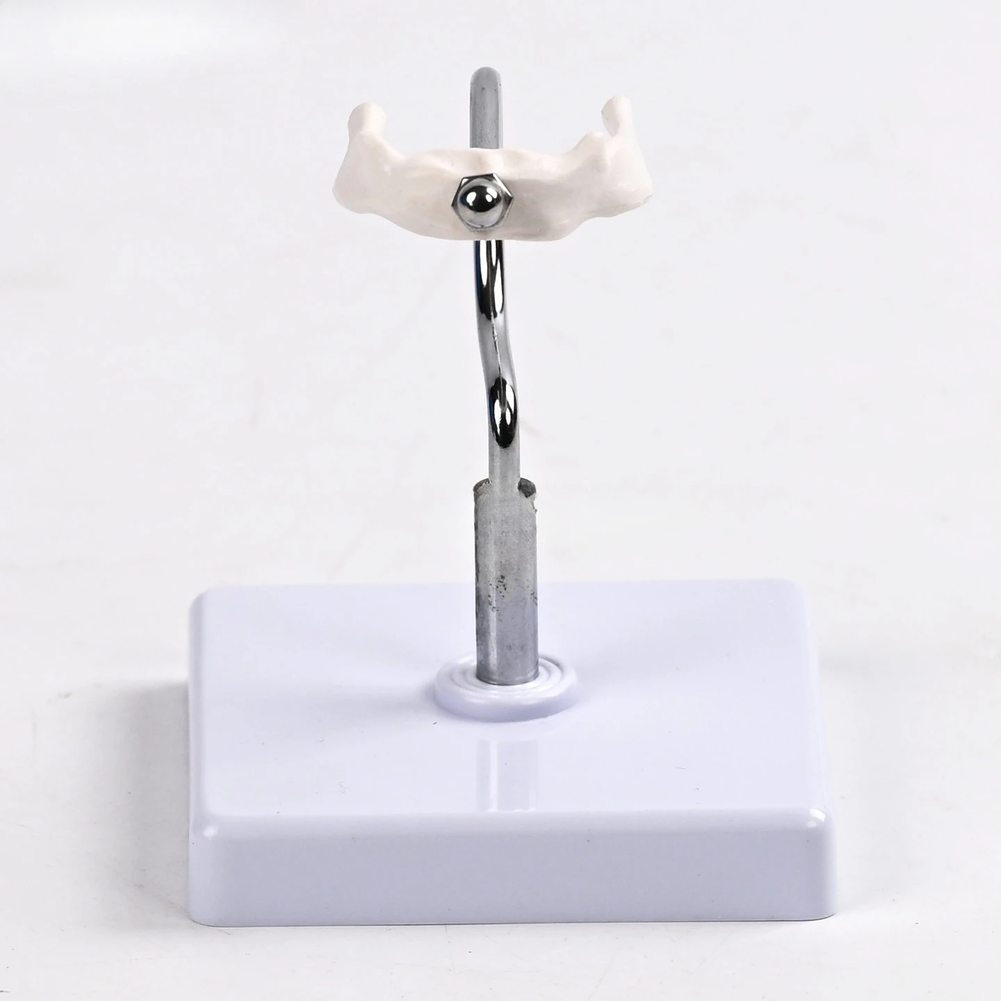 Medical hyoid bone anatomical model, larynx-related bone structure teaching model