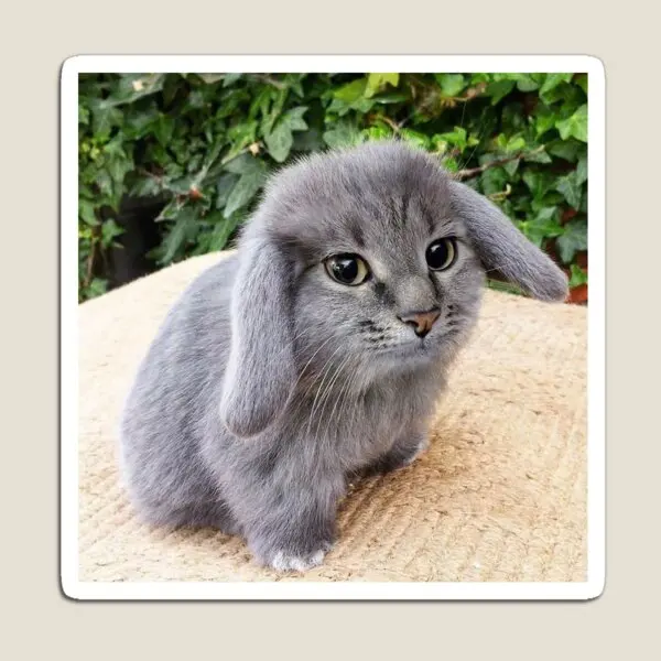 Cabbit Katze Kaninchen Magnet für Kühlschrank Veranstalter Aufkleber Kinder Kinder niedlich bunt nach Hause Magnet halter lustige Spielzeug Kühlschrank