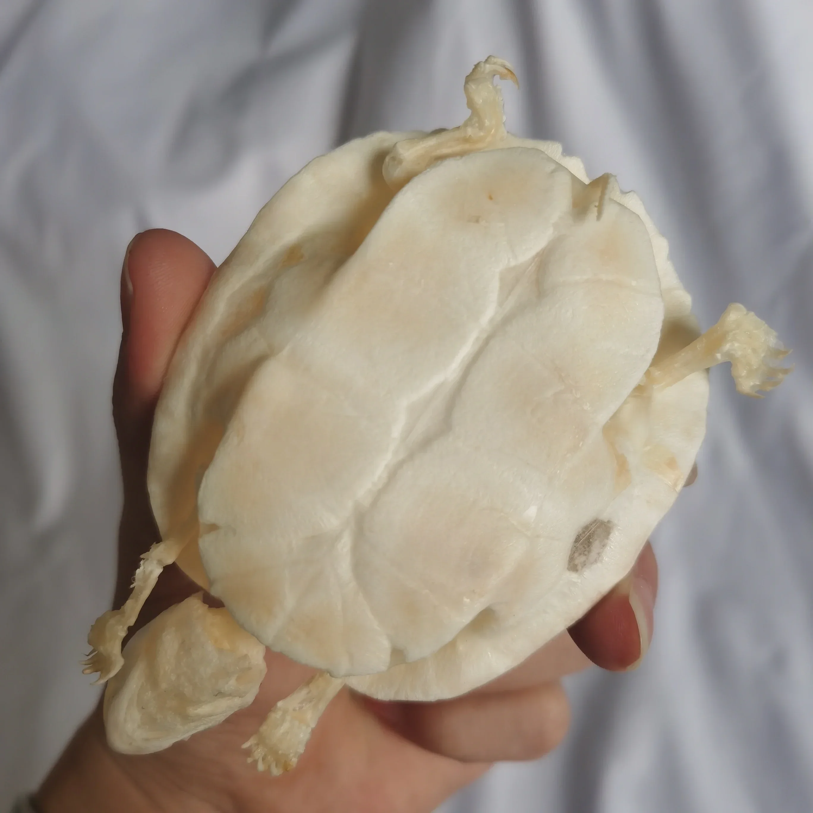 

1pcs 11cm Complete Tortoise Skeleton.Real Animal Bone Exquisite Works of Art Fish Tank Decoration Specimen Collection