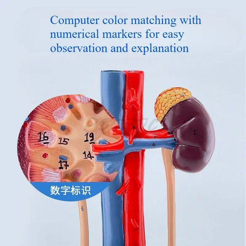 Driedimensionale leermiddelen voor anatomie van nier Ureter Blaas Urethra in menselijk urinewegen Model