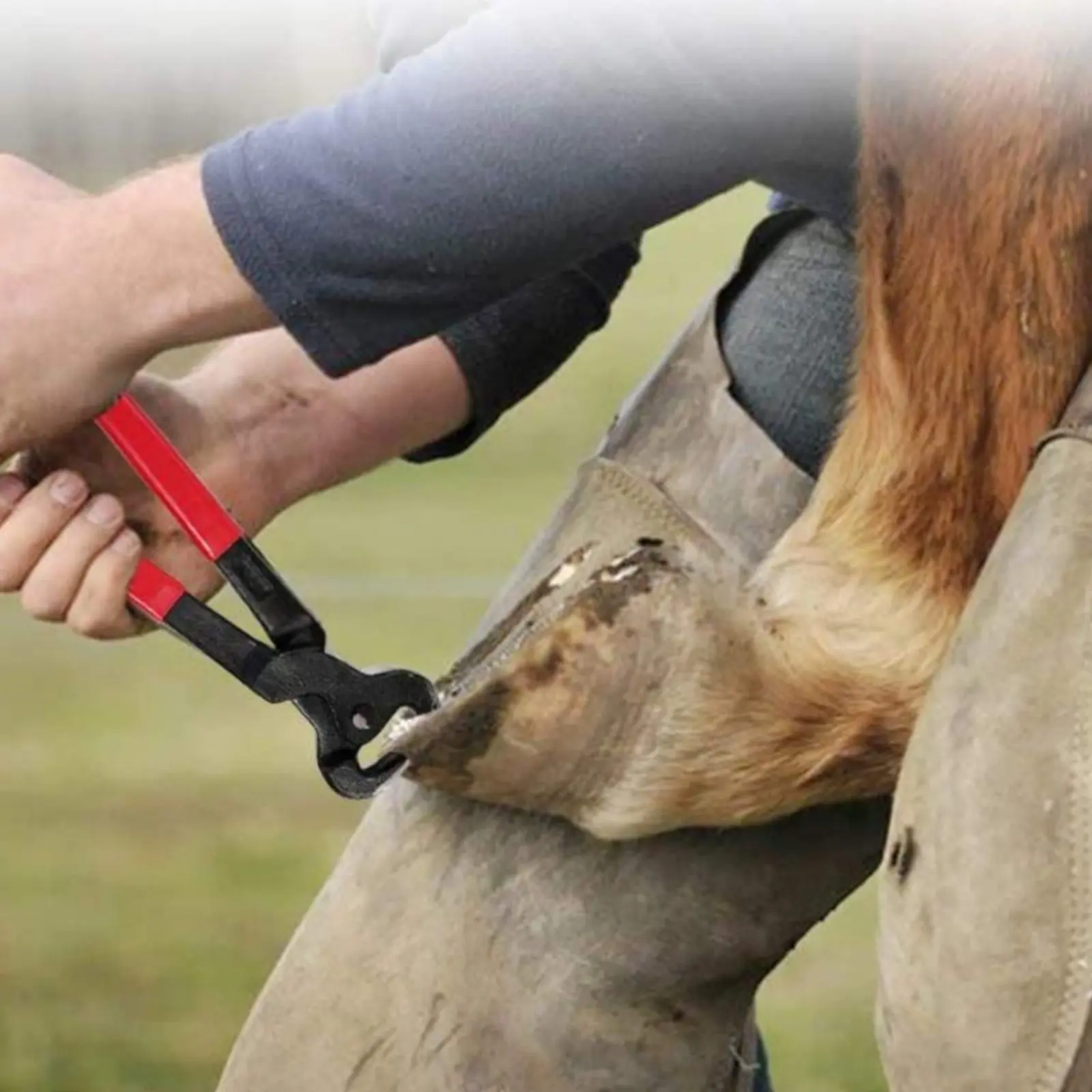 

3 Pieces Hoof Trimming Set Long-Lasting Metal Horse Hoof Clipper Strong Grip Heavy Duty for Farriers