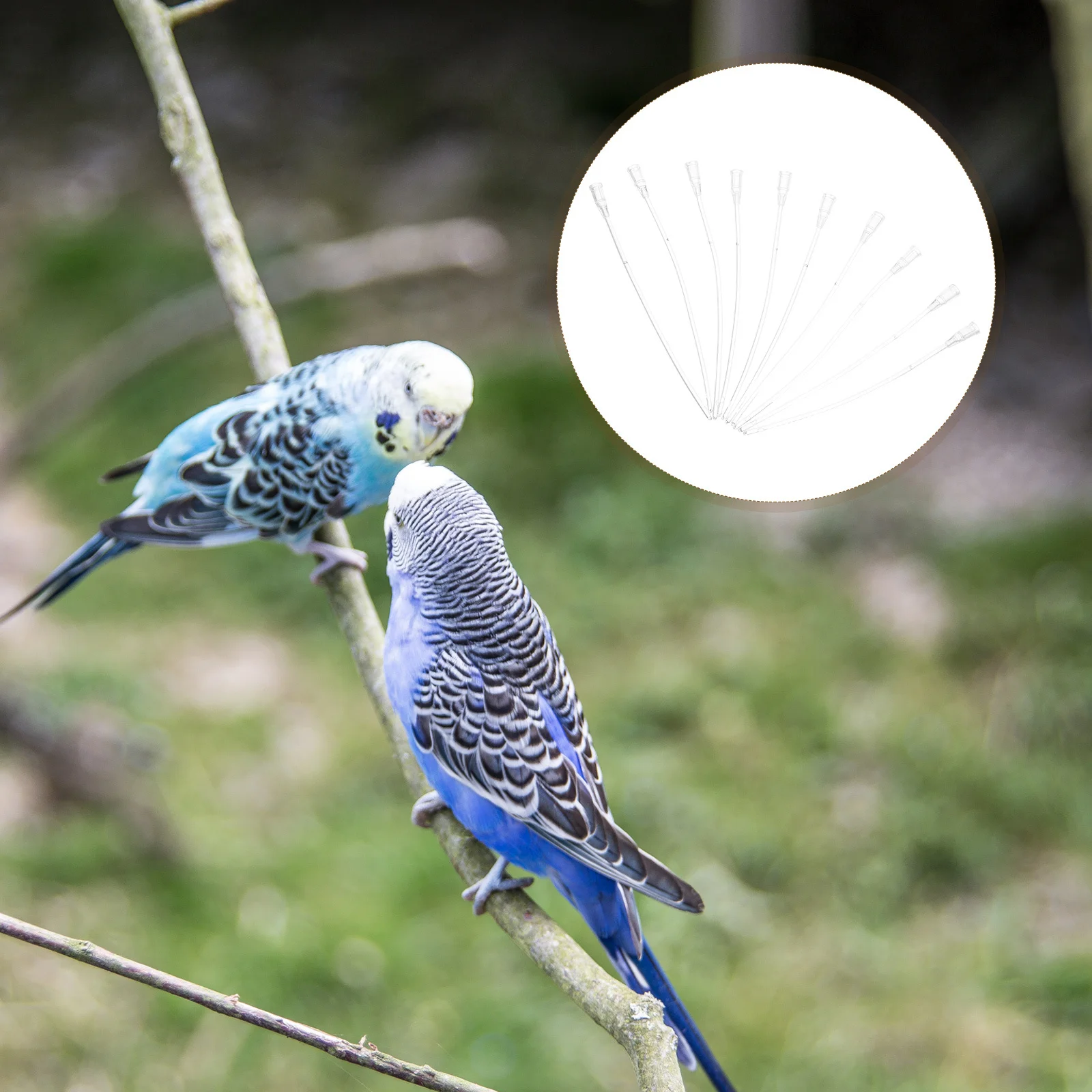 

50Pcs Parrot Feeding Hose Soft Silicone Baby Bird Feeder Fittings Drinking Tube Water Milk Feeding Tools Pet Accessories