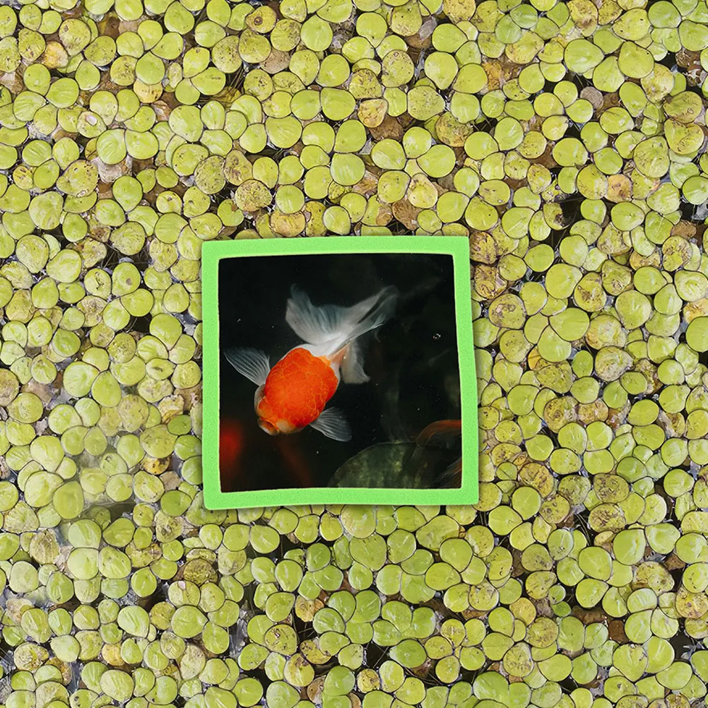 10Pcs Aquarium Floating Rings  - огляд і ціна Aquarium Plant Rings