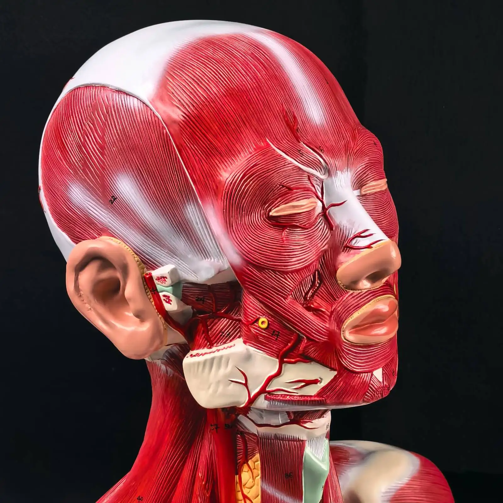 Modello di soluzione per il collo e il torace con testa umana in PVC Modelli didattici medici