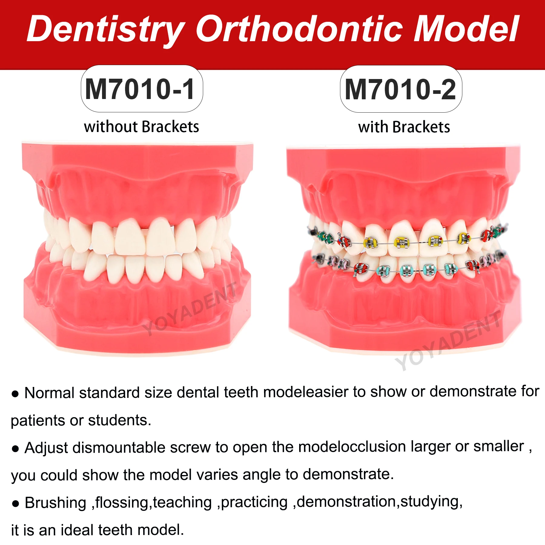 

Dental Teaching Model Orthodontic Teeth Model With Brackets For Patient Education Demo Dentistry Products M7010-1/2