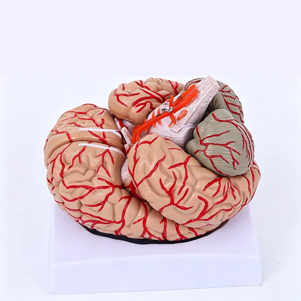 Natural size of human brain anatomical model, medical kit, budget cerebral artery model, 8 parts