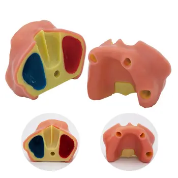 植牙實踐模型:下顎竇軟性牙齦模型,適用於牙醫學生訓練教學示範診所模型 8 最佳銷售 牙醫學生 - №3