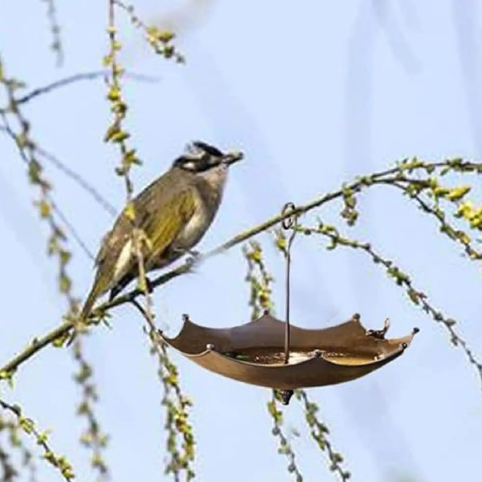 

Hanging Bird Bath Sturdy Yard Decor Vintage Design Metal Bird Feeder Umbrella Shaped for Backyard Tree Hallway Balcony Pathway