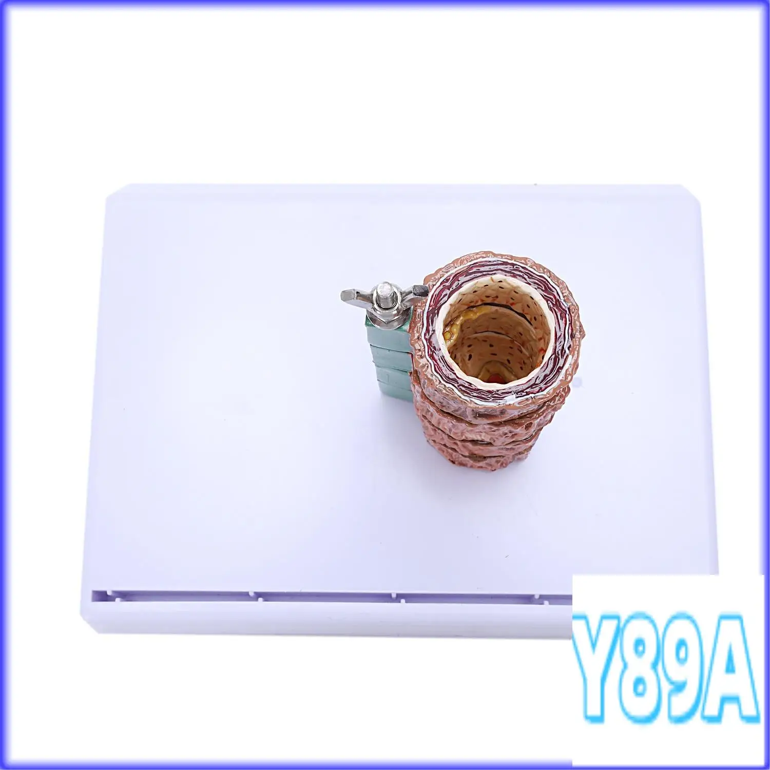 

GO-Atherosclerosis Thrombosis Model Vascular Disease Demonstration Heart Vascular Pathology Model