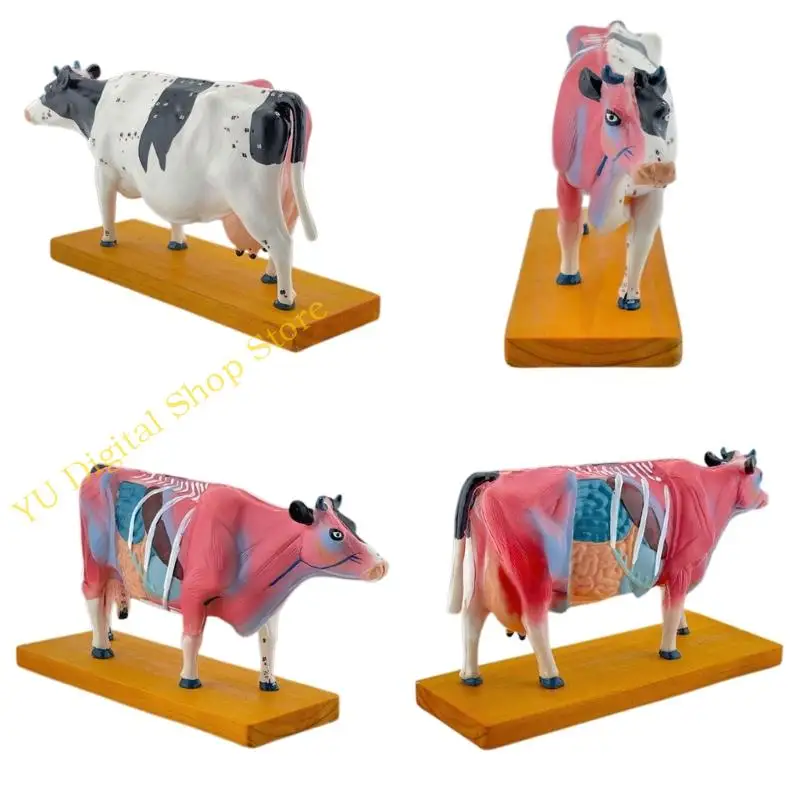 96BA Animal Anatomy Model Cattle Anatomy Model Organs Teaching Prop
