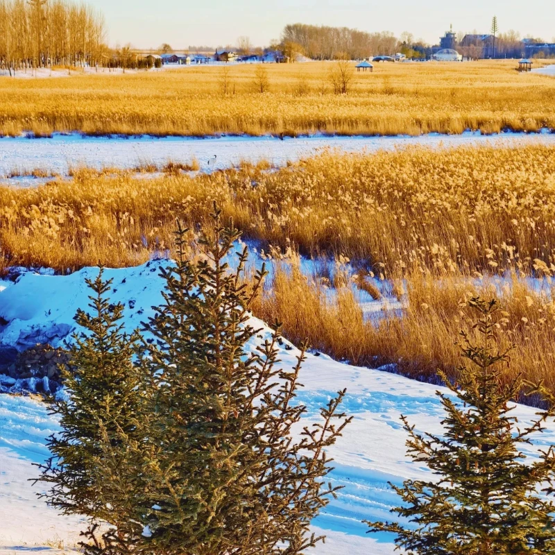 

CADDX Walksnail Avatar HD Mini 1s Lite Camera - 2.1mm Lens 170°FOV 1080P/60fps 1.8g 3.1-13V FPV Camera with 32GB DVR