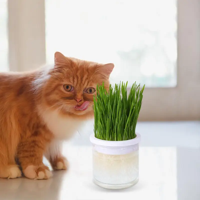 Hydroponic Cat Grass Pot Transparent Cat Grass Planter Pet Grass Digestion Growing Tray Germination Sprouts Growing Nursery Pot